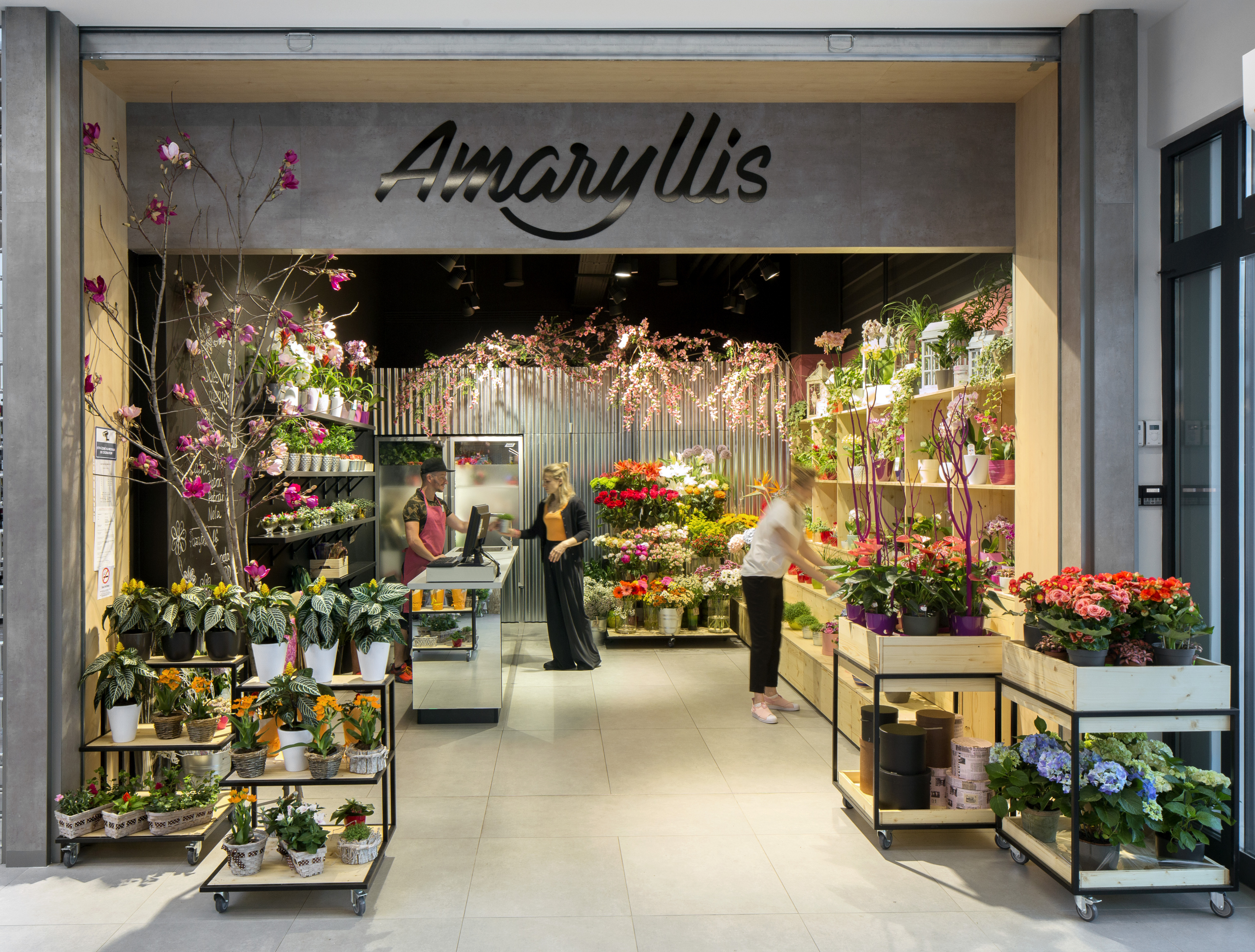 Amaryllis florist